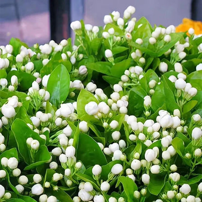 Double Petal Jasmine Seeds | Fragrant Blooms All Year | Easy-to-Grow for Balcony & Garden | Ornamental Flower Seeds-AJZ