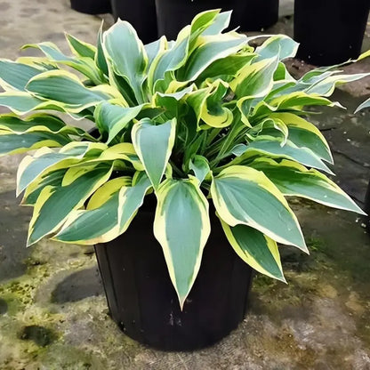 Variegated Hosta Seeds  – Perennial Shade Plant Garden Favorite-DAN