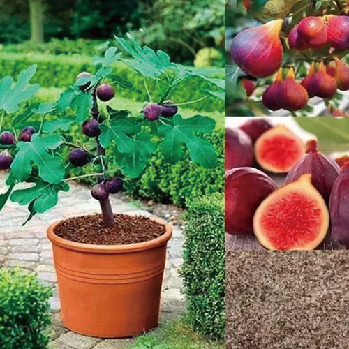 🏆 New Harvest🌿Brown Turkey Fig Seeds –High Yield & Easy to Grow (Container Friendly & 99% Germination)-LIN