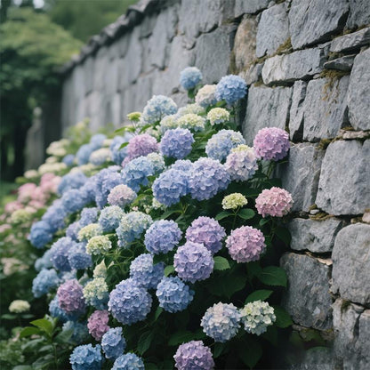Colorful Hydrangea Bush - Vibrant Multi-Color Blooms for Garden & Patio | Hardy Perennial Flower Plant-AJZ