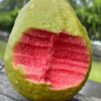 Guava seeds, suitable forpotted plants,greenhouses andoutdoor gardens,easy-to-cultivate fruit treeseeds-DAN
