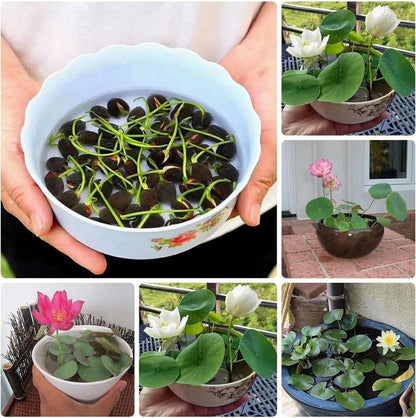 15 Pcs Mixed Bonsai Bowl Lotus Seeds - Vibrant Water Lilys Flower Plant for Fresh Gardens - Non-GMO Aquatic Seeds (Mixed Color)-AJZ