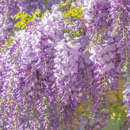 🌸WISTERIA Seeds - THE GARDEN’S CASCADING BEAUTY ALL YEAR ROUND-DAN