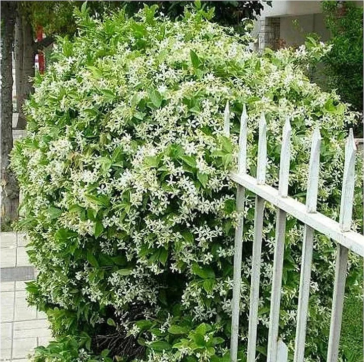 Double Petal Jasmine Seeds | Fragrant Blooms All Year | Easy-to-Grow for Balcony & Garden | Ornamental Flower Seeds-AJZ