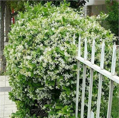 Double Petal Jasmine Seeds | Fragrant Blooms All Year | Easy-to-Grow for Balcony & Garden | Ornamental Flower Seeds-AJZ