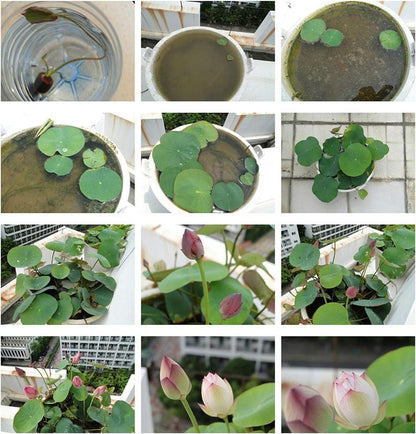 15 Pcs Mixed Bonsai Bowl Lotus Seeds - Vibrant Water Lilys Flower Plant for Fresh Gardens - Non-GMO Aquatic Seeds (Mixed Color)-AJZ