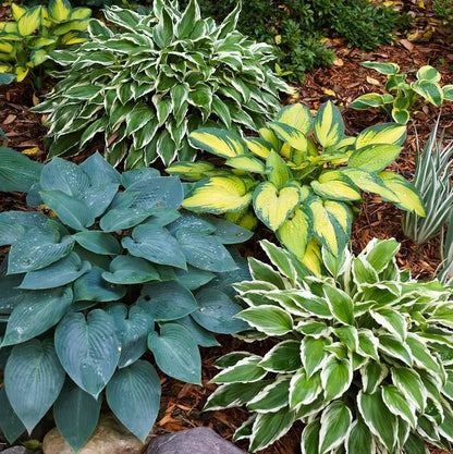 Variegated Hosta Seeds  – Perennial Shade Plant Garden Favorite-DAN