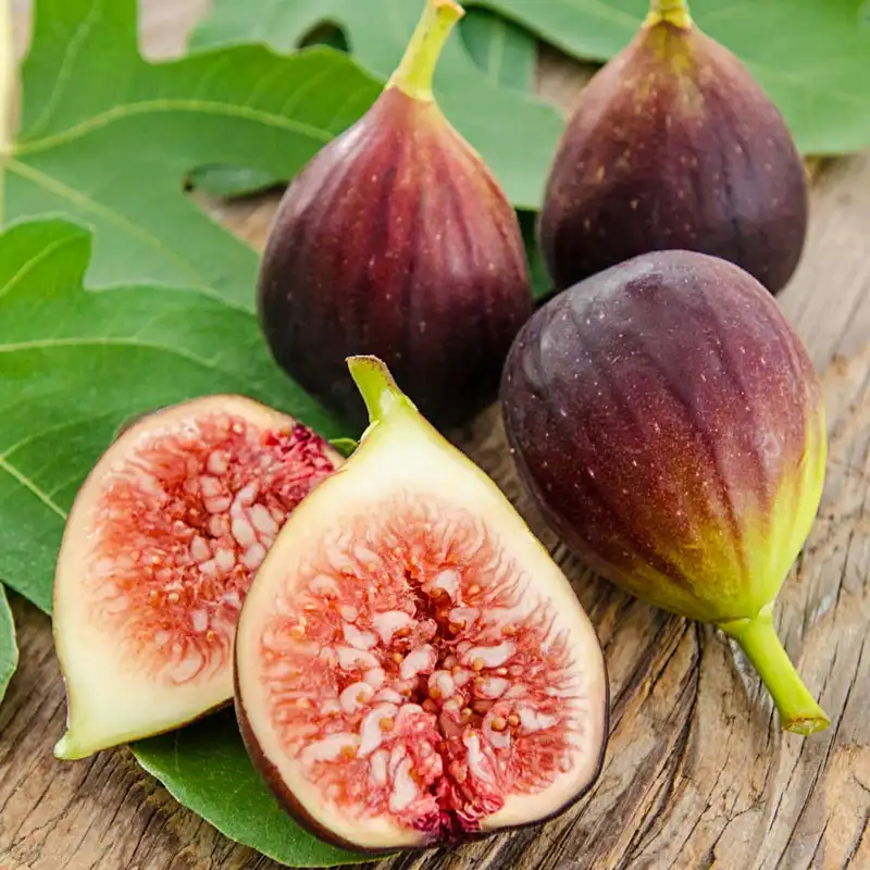 🏆 New Harvest🌿Brown Turkey Fig Seeds –High Yield & Easy to Grow (Container Friendly & 99% Germination)-LIN