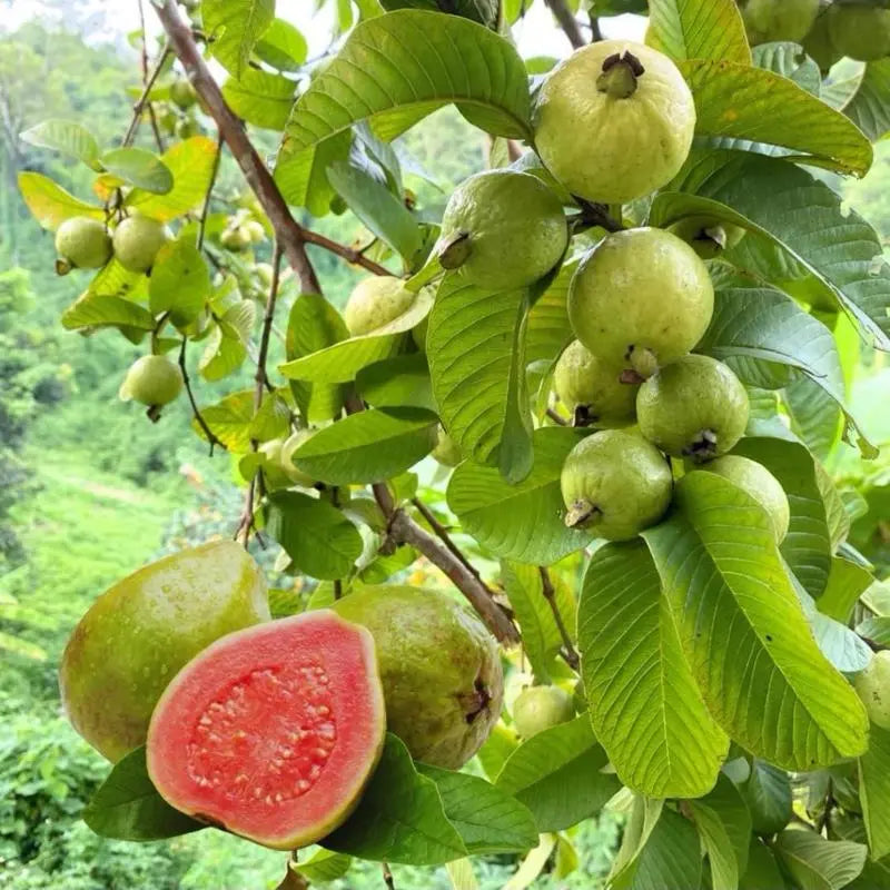 Guava seeds, suitable forpotted plants,greenhouses andoutdoor gardens,easy-to-cultivate fruit treeseeds-DAN