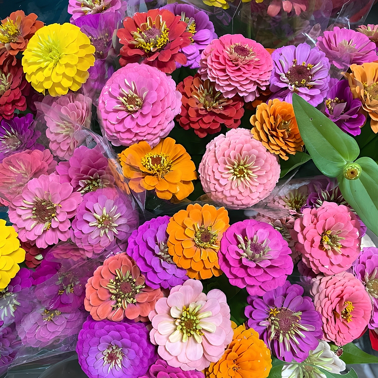 🌺Last Day clearance🌺Double Zinnia Mixed Color Seeds and deer-resistant! 🦌-ZQ