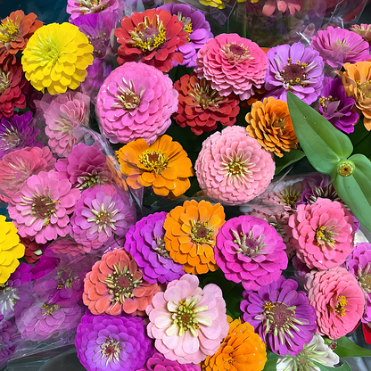 🌺Last Day clearance🌺Double Zinnia Mixed Color Seeds and deer-resistant! 🦌-ZQ