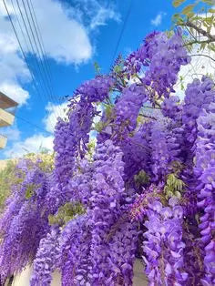 🌸WISTERIA Seeds - THE GARDEN’S CASCADING BEAUTY ALL YEAR ROUND-DAN