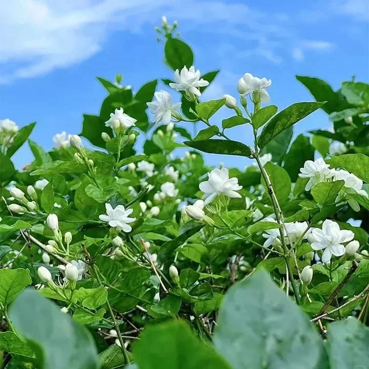 Double Petal Jasmine Seeds | Fragrant Blooms All Year | Easy-to-Grow for Balcony & Garden | Ornamental Flower Seeds-AJZ