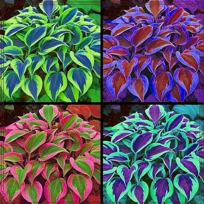 Variegated Hosta Seeds  – Perennial Shade Plant Garden Favorite-DAN