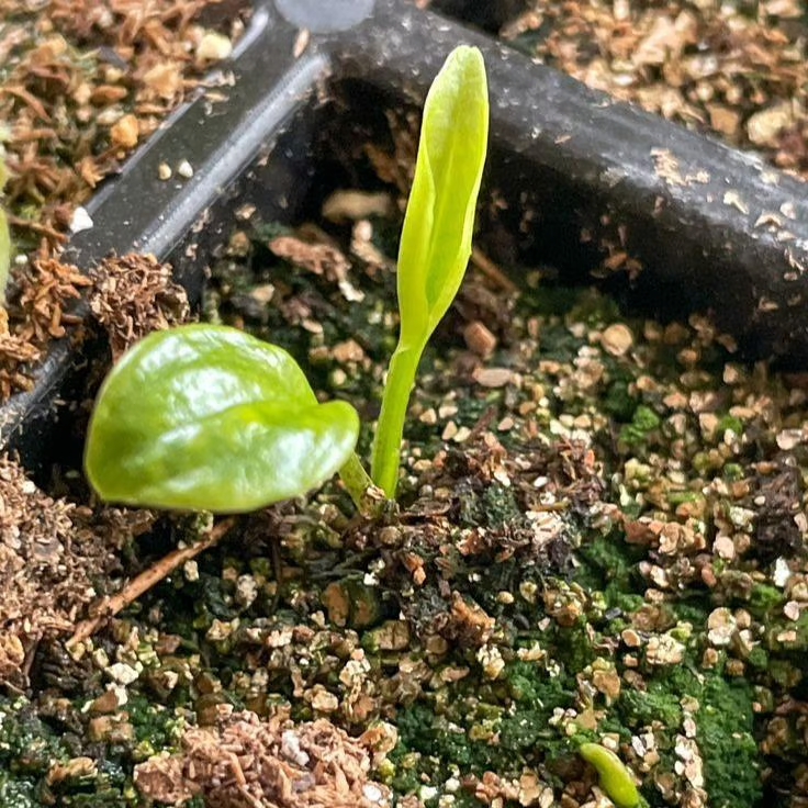 🏆 New Harvest🌿Brown Turkey Fig Seeds –High Yield & Easy to Grow (Container Friendly & 99% Germination)-LIN