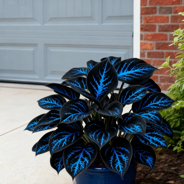Rare Red White Blue Hosta Seeds – Patriotic Perennial Heart-Shaped Foliage for Shade Gardens-AJZ