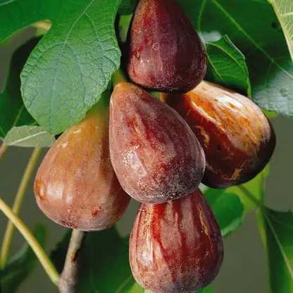 🏆 New Harvest🌿Brown Turkey Fig Seeds –High Yield & Easy to Grow (Container Friendly & 99% Germination)-LIN