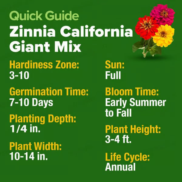 🔥Zinnia Seeds - Pure Seeds - No Filler - Heirloom Flower Seeds-DAN