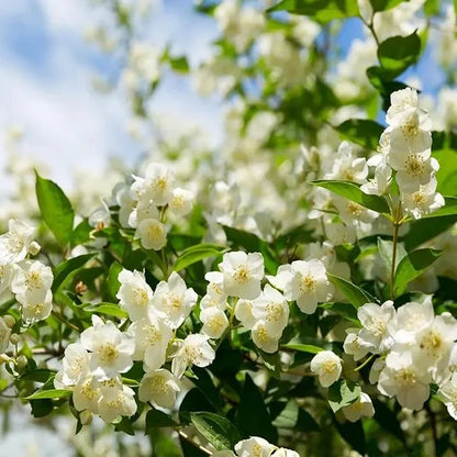 Double Petal Jasmine Seeds | Fragrant Blooms All Year | Easy-to-Grow for Balcony & Garden | Ornamental Flower Seeds-AJZ