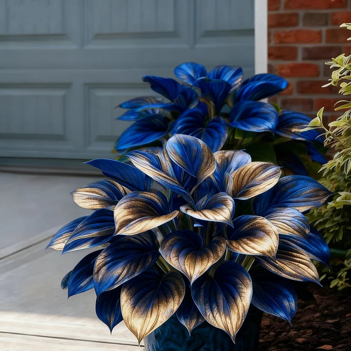 Rare Red White Blue Hosta Seeds – Patriotic Perennial Heart-Shaped Foliage for Shade Gardens-AJZ