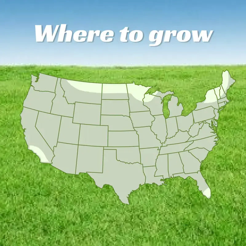 Grass Seed and Shade Grass, Grows quickly and withstands all seasons, perfect for high-quality turf and golf courses, High Germination Grass Seeds Grown in USA-LIN