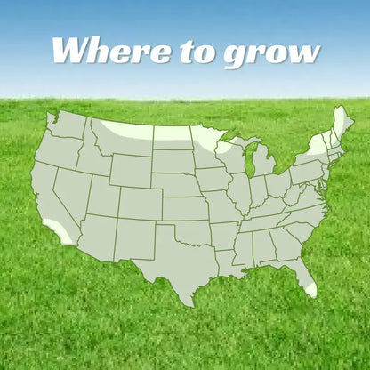 Grass Seed and Shade Grass, Grows quickly and withstands all seasons, perfect for high-quality turf and golf courses, High Germination Grass Seeds Grown in USA-LIN