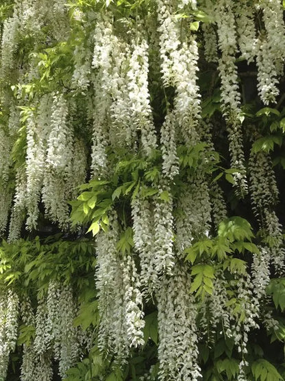 🌸WISTERIA Seeds - THE GARDEN’S CASCADING BEAUTY ALL YEAR ROUND-DAN