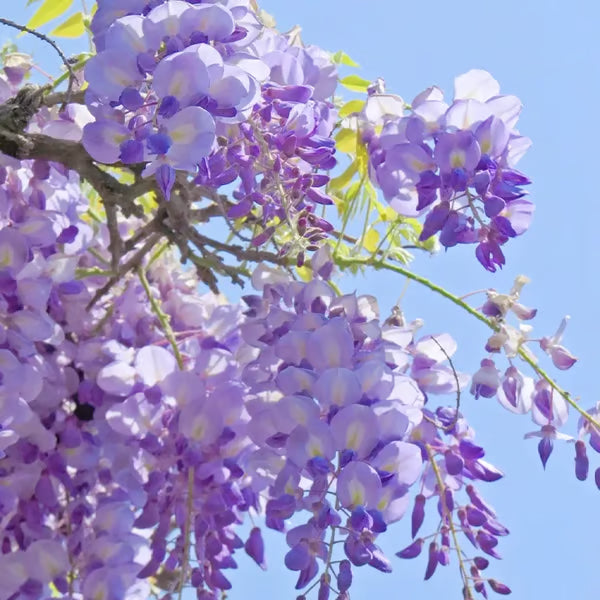 🌸WISTERIA Seeds - THE GARDEN’S CASCADING BEAUTY ALL YEAR ROUND-DAN