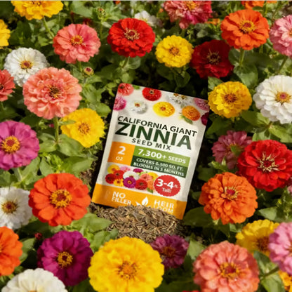 🔥Zinnia Seeds - Pure Seeds - No Filler - Heirloom Flower Seeds-DAN