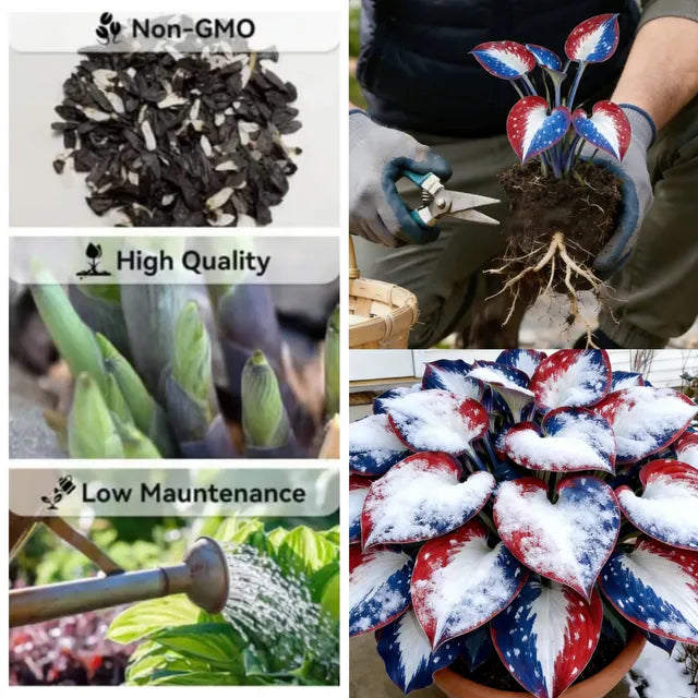 🎉America 250th Anniversary🌱Premium Rare Hosta Seeds🌿Shade-Tolerant Plant-DAN