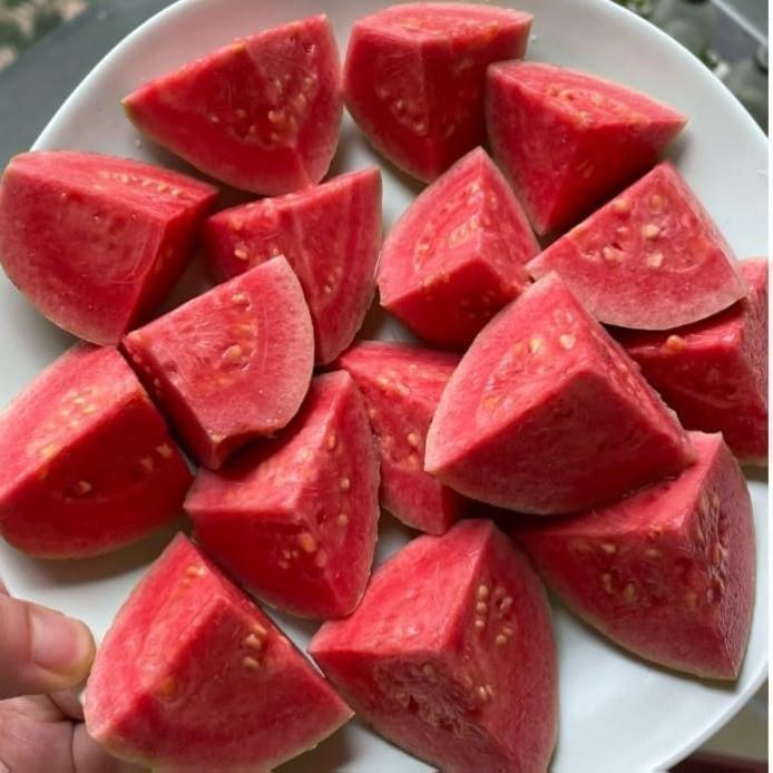 Guava seeds, suitable for potted plants, greenhouses and outdoor gardens, easy-to-cultivate fruit tree seeds.-AJZ