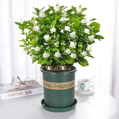 Double Petal Jasmine Seeds | Fragrant Blooms All Year | Easy-to-Grow for Balcony & Garden | Ornamental Flower Seeds-AJZ