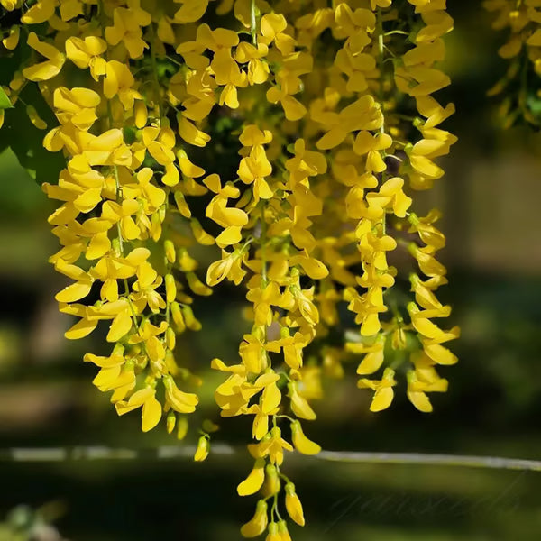 🌸WISTERIA Seeds - THE GARDEN’S CASCADING BEAUTY ALL YEAR ROUND-DAN