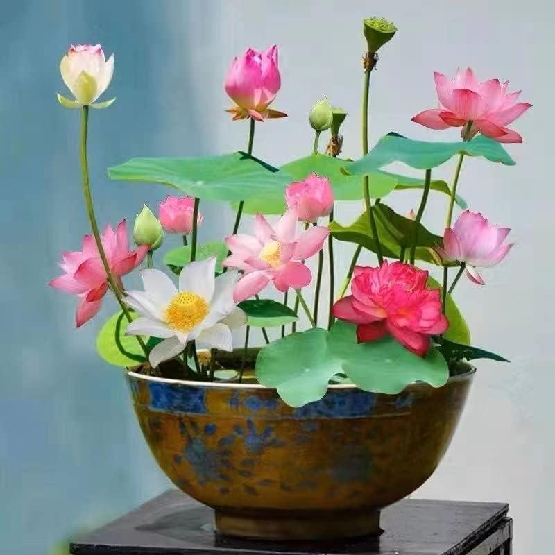 15 Pcs Mixed Bonsai Bowl Lotus Seeds - Vibrant Water Lilys Flower Plant for Fresh Gardens - Non-GMO Aquatic Seeds (Mixed Color)-AJZ