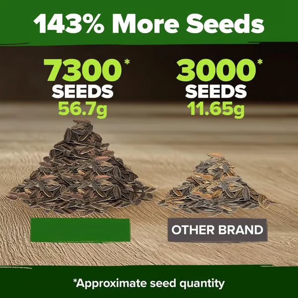 🔥Zinnia Seeds - Pure Seeds - No Filler - Heirloom Flower Seeds-DAN