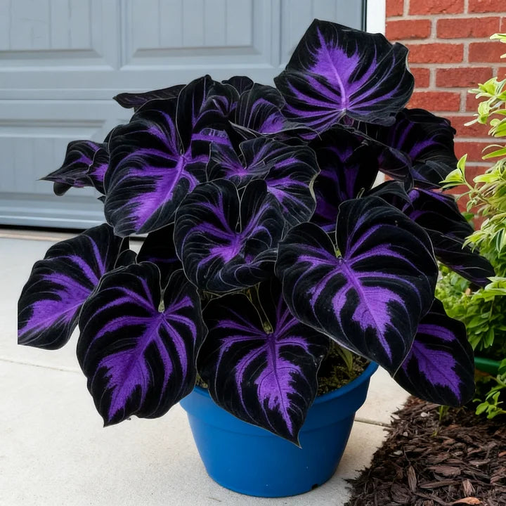Rare Red White Blue Hosta Seeds – Patriotic Perennial Heart-Shaped Foliage for Shade Gardens-AJZ