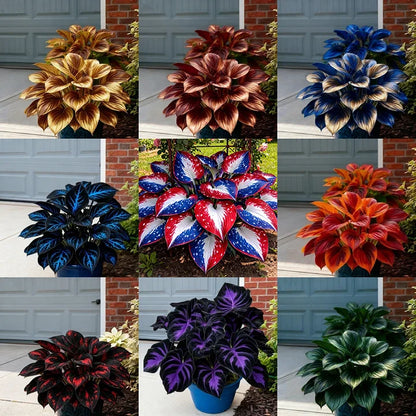 Rare Red White Blue Hosta Seeds – Patriotic Perennial Heart-Shaped Foliage for Shade Gardens-AJZ