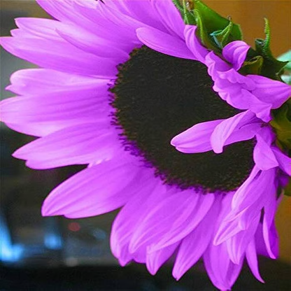 Last 8,000 Seeds💜 Midnight Sun Giant Sunflower Seeds 🌻 Rare Strain & Grows 8ft+ Tall-LIN