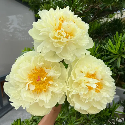 🌺Double-Petaled Peony Seeds | The Royal Empress-LIN