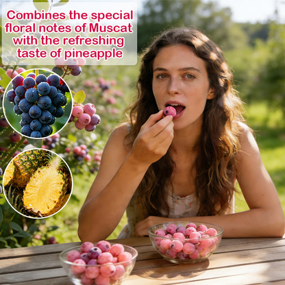🔥50K+ SOLD!💟Premium Pink Blueberry Seeds -😋A Uniquely Delightful Taste-LIN
