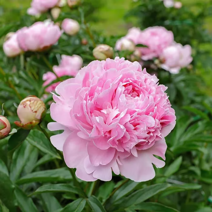 🌺Double-Petaled Peony Seeds | The Royal Empress-LIN