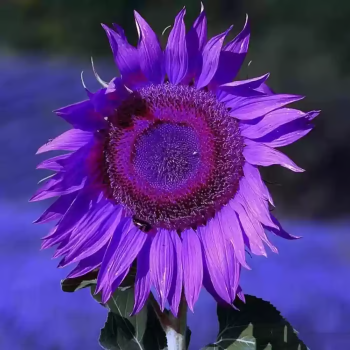Last 8,000 Seeds💜 Midnight Sun Giant Sunflower Seeds 🌻 Rare Strain & Grows 8ft+ Tall-LIN