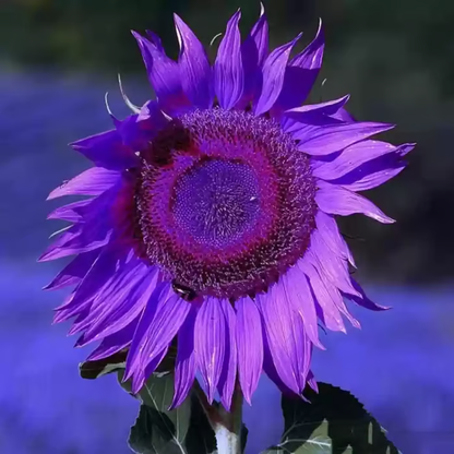Last 8,000 Seeds💜 Midnight Sun Giant Sunflower Seeds 🌻 Rare Strain & Grows 8ft+ Tall-LIN