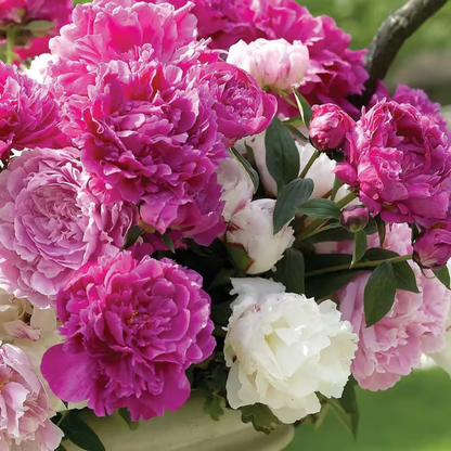 🌺Double-Petaled Peony Seeds | The Royal Empress-LIN