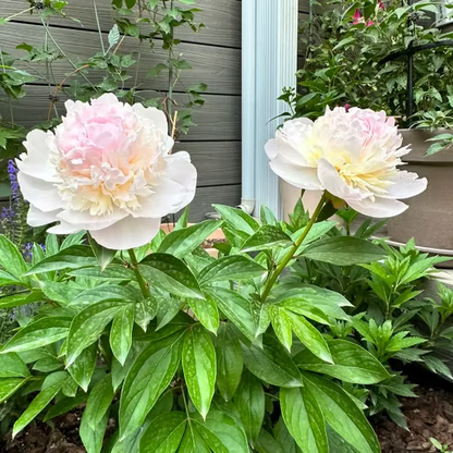 🌺Double-Petaled Peony Seeds | The Royal Empress-LIN