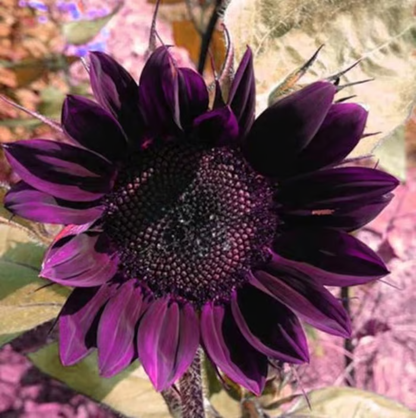 Last 8,000 Seeds💜 Midnight Sun Giant Sunflower Seeds 🌻 Rare Strain & Grows 8ft+ Tall-LIN