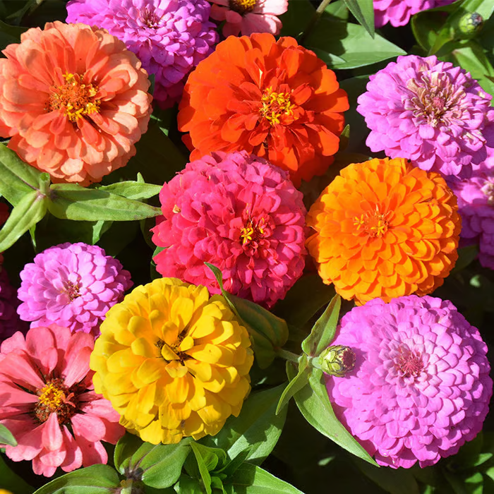🌺Zinnia California Giant Mix - 7,300+ (2 oz) | No Filler - USA Heirloom Flower Seeds-LIN