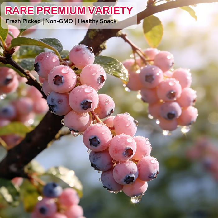 🔥50K+ SOLD!💟Premium Pink Blueberry Seeds -😋A Uniquely Delightful Taste-LIN