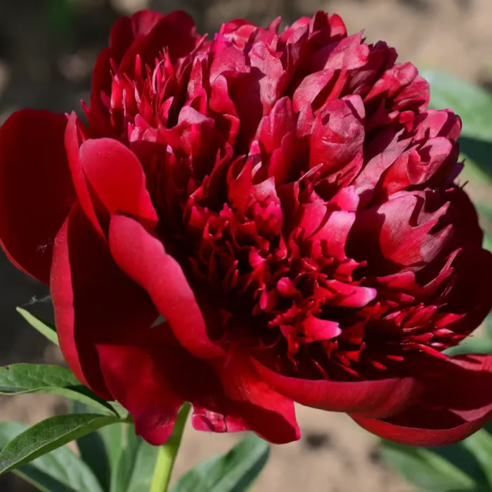 🌺Double-Petaled Peony Seeds | The Royal Empress-LIN