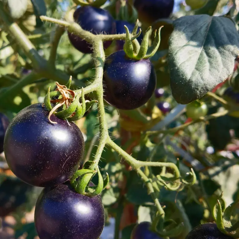 100 Black Tomato Seeds Rare Mini Heirloom Variety Sweet Juicy Garden Vegetable for Home Growing Compact Plants with Rich Red Interior Ideal for Pots Containers or Garden Beds-LIN